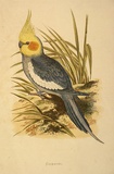Artist: b'Lydon, Alexander Francis [A.F.L.].' | Title: b'Cockatiel.' | Date: 1884 | Technique: b'lithograph, printed in black ink, from one stone; hand-coloured'