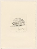 Title: Shell 1 | Date: 1981 | Technique: drypoint, printed in black ink, from one perspex plate