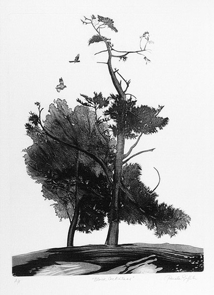 Artist: b'GRIFFITH, Pamela' | Title: b'Black cockatoos' | Date: 1981 | Technique: b'etching, aquatint, burnishing printed in black ink, from one zinc plate' | Copyright: b'\xc2\xa9 Pamela Griffith'