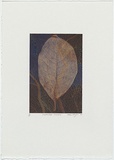 Artist: Wright, Helen. | Title: (Single gold leaf, black and blue background and coral design) | Date: 2000 | Technique: digital print, printed in colour, from digital file