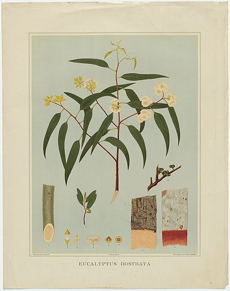 Artist: b'Fiveash, Rosa' | Title: b'Eucalyptus rostrata.' | Date: 1882 | Technique: b'lithograph, printed in colour, from multiple stones'