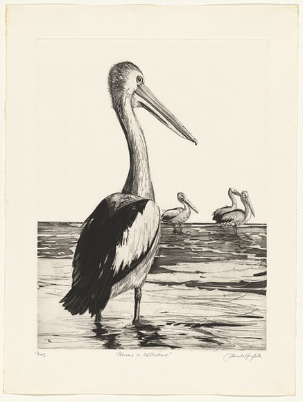 Artist: b'GRIFFITH, Pamela' | Title: b'Pelicans in the shallows' | Date: 1981 | Technique: b'hardground-etching, aquatint, mezzotint rocker and burnishing, printed in black ink, from one zinc plate' | Copyright: b'\xc2\xa9 Pamela Griffith'