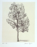 Artist: b'Pilgrim, Catherine.' | Title: b'not titled [narrow tree]' | Date: 2001, March | Technique: b'lithograph, printed in colour, from two stones (image in black, cream tint)'