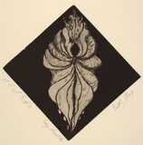 Artist: OAG, Beth | Title: Rosy Cardita | Date: 1989 - 2002 | Technique: etching, printed in black ink with plate-tone, from one plate