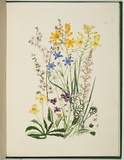 Artist: b'Charsley, Fanny Anne.' | Title: b'Goodenia geniculata [native primrose], leptospermum myrsinoides, viola betonicifolia, c\xc3\xa6sia corymbosa, anguilaria dioica, drosera aruiculata, bulbine bulbosa, stylidium graminifoliem and viola hederacea.' | Date: 1867 | Technique: b'lithograph, printed in black ink, from one stone; handcoloured'