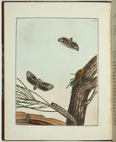 Artist: b'Lewin, J.W.' | Title: b'Cryptophasa irrorata' | Date: 01 April 1803 | Technique: b'etching, printed in black ink, from one copper plate; hand-coloured'