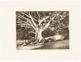 Artist: PLATT, Austin | Title: The buttress root, Centennial Park | Date: 1980 | Technique: lithograph, printed in black ink, from one stone