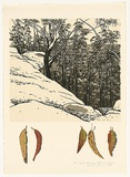 Artist: b'ROSE, David' | Title: b'Bush drawing with gum leaves' | Date: 1985 | Technique: b'screenprint, printed in colour, from multiple stencils'