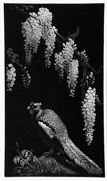 Artist: b'LINDSAY, Lionel' | Title: b'Pheasant and Wisteria' | Date: 1934 | Technique: b'wood-engraving, printed in black ink, from one block' | Copyright: b'Courtesy of the National Library of Australia'