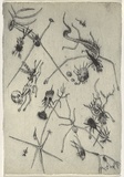 Artist: Uhlmann, Paul. | Title: New Insecta Queensland by A A Girault. | Date: 1989 | Technique: etching