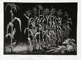 Artist: LINDSAY, Lionel | Title: Indian corn | Date: 1937 | Technique: wood-engraving, printed in black ink, from one block | Copyright: Courtesy of the National Library of Australia