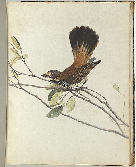 Artist: b'Lewin, J.W.' | Title: b'Orange rumpt flycatcher.' | Date: 1803-1805 | Technique: b'etching, printed in black ink, from one copper plate; hand-coloured'