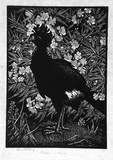 Artist: b'LINDSAY, Lionel' | Title: b'Curassow and Oleander' | Date: 1932 | Technique: b'wood-engraving, printed in black ink, from one block' | Copyright: b'Courtesy of the National Library of Australia'