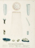 Title: b'Mollusques et zoophytes' | Date: 1807 | Technique: b'engraving, printed in colour, from one copper plate'