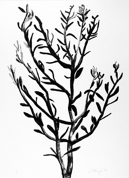 Artist: bL'Estrange, Sally. | Title: b'Olive branch' | Date: 1985 | Technique: b'lithograph, printed in black ink, from one plate'