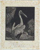 Artist: b'LINDSAY, Lionel' | Title: b'The Pelican' | Date: 1923 | Technique: b'wood-engraving, printed in black ink, from one block' | Copyright: b'Courtesy of the National Library of Australia'