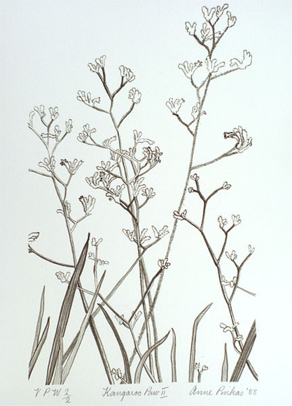 Artist: Pinkas, Anne. | Title: Kangaroo paw II | Date: 1988 | Technique: offset-lithograph, printed in dark green ink, from one stone
