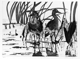 Artist: b'GRIFFITH, Pamela' | Title: b'Whistling ducks' | Date: 1989 | Technique: b'hardground-etching and aquatint, printed in black ink, from one copper plate' | Copyright: b'\xc2\xa9 Pamela Griffith'