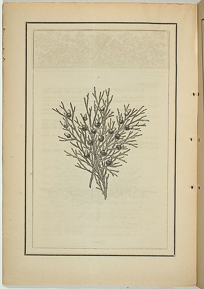 Title: b'not titled [exocarpus cupressiformis].' | Date: 1861 | Technique: b'woodengraving, printed in black ink, from one block'