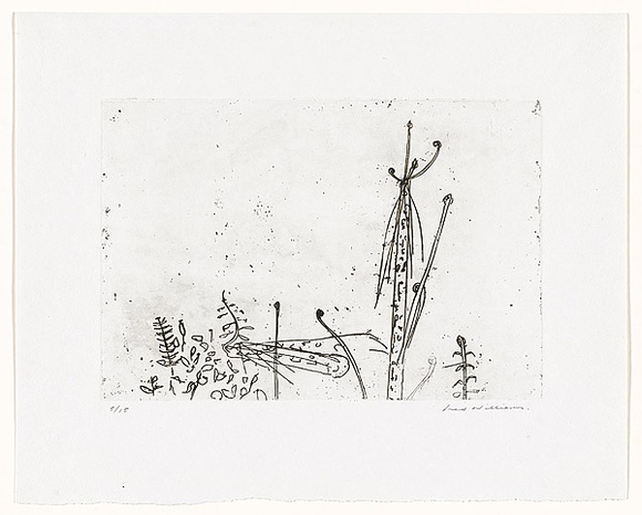 Artist: b'WILLIAMS, Fred' | Title: b'Regenerating ferns. Number 1' | Date: 1970 | Technique: b'etching and foul biting, printed in black ink, from one zinc plate' | Copyright: b'\xc2\xa9 Fred Williams Estate'