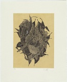 Artist: b'HALL, Fiona' | Title: b'Green ant nest' | Date: 2006 | Technique: b'etching, printed in black ink, from one plate'