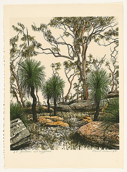 Artist: b'Rose, David.' | Title: b'Grasstrees and angophora' | Date: 1981 | Technique: b'screenprint, printed in colour, from multiple stencils'