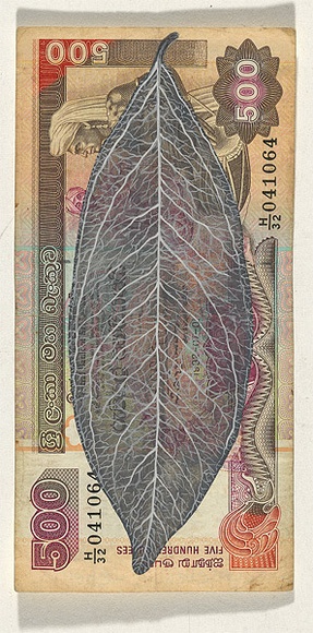 Artist: b'HALL, Fiona' | Title: b'Diospyros ebenum - Ebony (Sri Lankan currency)' | Date: 2000 - 2002 | Technique: b'gouache' | Copyright: b'\xc2\xa9 Fiona Hall'