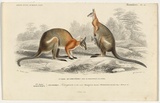 Title: Kangurou à dos noir [Grey kangaroo] | Date: 1839 | Technique: engraving, printed in black ink, from one copper plate; hand-coloured