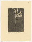 Artist: WILLIAMS, Fred | Title: Hakea | Date: 1963 | Technique: etching, aquatint, engraving, drypoint, printed in black ink from one zinc plate | Copyright: © Fred Williams Estate