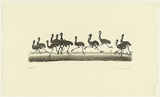 Artist: b'Law, Roger.' | Title: b'(Emus running)' | Date: 2005 | Technique: b'aquatint, printed in sepia ink, from one plate'