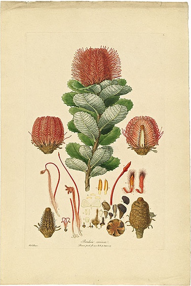 Artist: Bauer, Ferdinand. | Title: Banksia coccinea. | Date: 1806-13 | Technique: engraving, printed in colour, from one plate; hand-coloured; letterpress
