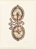 Artist: EWINS, Rod | Title: Walnut. | Date: 1976 | Technique: lithograph, printed in black ink, from one stone