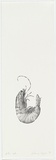 Artist: b'Pilgrim, Catherine.' | Title: b'not titled [prawn]' | Date: 1998, November | Technique: b'lithograph, printed in black ink, from one stone'