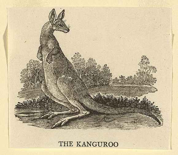 Artist: b'Bewick, Thomas' | Title: b'The Kanguroo.' | Date: 1790 | Technique: b'wood-engraving, printed in black ink, from one block'