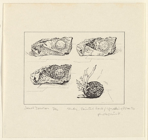 Artist: b'Dawson, Janet.' | Title: b'Study: Painted rock, sprouting potato.' | Date: 1992, July | Technique: b'photo-lithograph, printed in black ink, from one plate' | Copyright: b'\xc2\xa9 Janet Dawson. Licensed by VISCOPY, Australia'