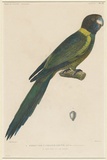 Title: La Perruche à collier jaune, mâle. Son bec vu de face. [Yellow collared parrot, male.] | Date: 1833 | Technique: engraving, printed in black ink, from one copper plate; hand-coloured