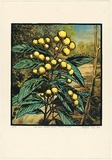 Title: b'Callicoma serratifolia - black wattle' | Date: 1990 | Technique: b'screenprint, printed in colour, from multiple stencils'