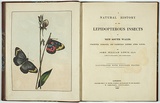 Artist: Lewin, J.W. | Title: A natural history of the lepidopterous insects of New South Wales [collected, engraved, and faithfully painted after nature, by John William Lewin]. | Date: 1822 | Technique: etchings, each printed in black ink, from one copper plate; hand-coloured; letterpress text