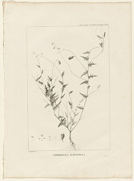 Title: b'Chorizema ilicifolia' | Date: 1800 | Technique: b'engraving, printed in black ink, from one copper plate'