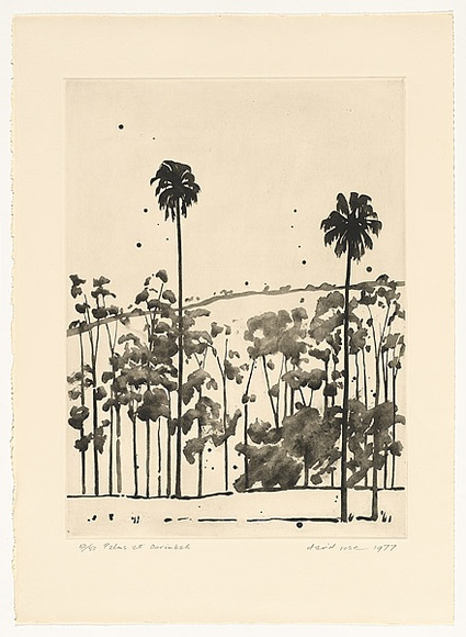 Artist: b'ROSE, David' | Title: b'Palms at Ourimbah' | Date: 1977 | Technique: b'aquatint, printed in black ink, from one plate'