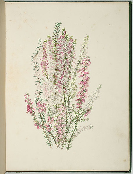 Artist: b'Charsley, Fanny Anne.' | Title: b'Epacris impressa [native heath].' | Date: 1867 | Technique: b'lithograph, printed in black ink, from one stone; handcoloured'