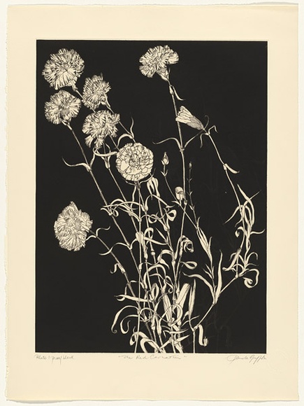 Artist: b'GRIFFITH, Pamela' | Title: b'TF' | Date: 1988 | Technique: b'hardground-etching and aquatint, printed in black ink, from one copper plate' | Copyright: b'\xc2\xa9 Pamela Griffith'