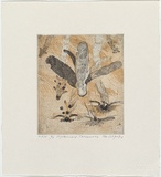 Artist: b'Wolseley, John.' | Title: b'Dipterocarp descending' | Date: 1998, September | Technique: b'etching printed in colour, from two plates' | Copyright: b'\xc2\xa9 John Wolseley. Licensed by VISCOPY, Australia'