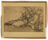 Artist: b'Montgomery, Anne.' | Title: b'Windswept' | Date: 1929 | Technique: b'etching, aquatint printed in brown ink with plate-tone on one  plate'