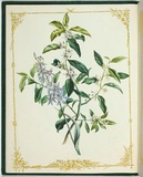 Artist: De Mole, Fanny. | Title: Orchis [myrtle]. | Date: 1861 | Technique: lithograph, printed in black ink, from one stone; hand-coloured