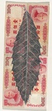 Artist: HALL, Fiona | Title: Quercus variabilis - Chinese cork oak (Chinese currency) | Date: 2000 - 2002 | Technique: gouache | Copyright: © Fiona Hall
