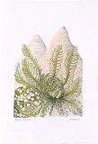 Artist: Bradhurst, Jane. | Title: Argyle cycad, Kimberley. | Date: 1997 | Technique: lithograph, printed in black ink, from one stone; hand-coloured in watercolour