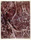 Artist: b'Cameron, J.H.' | Title: b'not titled [monoprint].' | Date: (1965-71?)