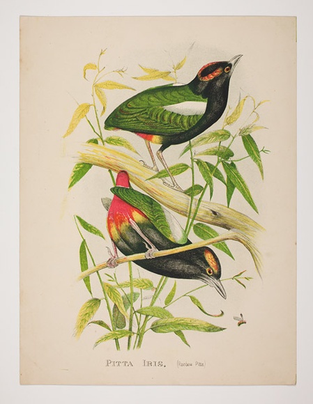 Artist: Hamel Brothers. | Title: Rainbow pitta | Technique: lithograph, printed in colour, from multiple stones [or plates]