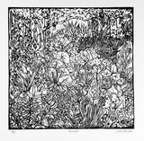 Artist: b'Allen, Joyce.' | Title: b'Jungle.' | Date: 1986 | Technique: b'linocut, printed in black ink, from one block'